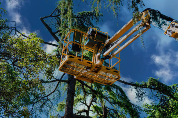 Tree Root Removal in Stroud, OK